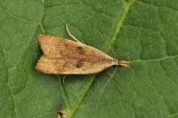 Dichomeris derasella
