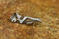 Eidophasia hufnagelii