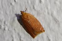 Clepsis consimilana