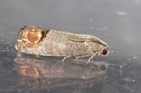 Cydia pomonella