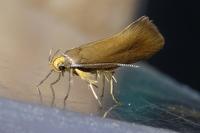 Crassa unitella