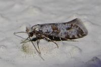 Scythropia crataegella