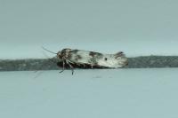 Enolmis acanthella