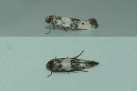 Enolmis acanthella