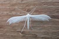 Pterophorus pentadactylus