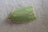 Tortrix viridana