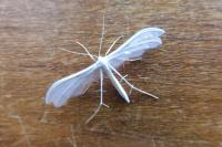 Pterophorus pentadactylus