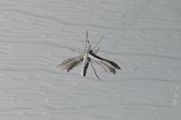 Pterophorus pentadactylus