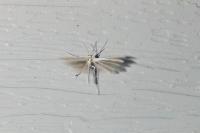 Pterophorus pentadactylus