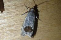 Notocelia uddmanniana