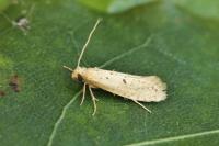 Myrmecozela ataxella