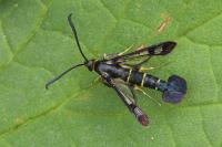 Synanthedon tipuliformis
