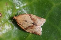 Clepsis consimilana