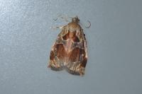 Archips crataegana