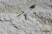 Pterophorus pentadactylus