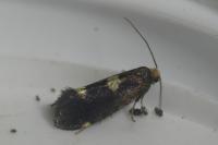 Incurvaria oehlmanniella