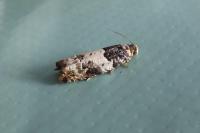 Gypsonoma sociana