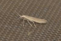 Coleophora taeniipennella
