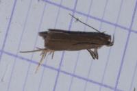 Acompsia cinerella