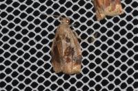 Archips crataegana