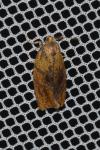 Ptycholoma lecheana