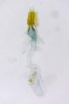 Coleophora taeniipennella