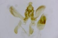 Acompsia cinerella