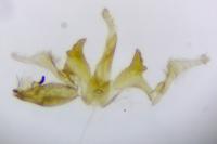 Aproaerema cinctella