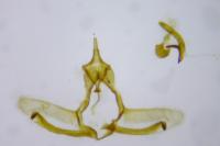 Cnephasia stephensiana