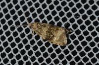 Celypha lacunana