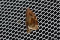 Archips xylosteana