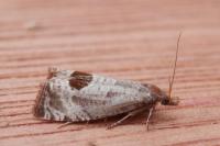 Notocelia uddmanniana
