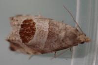 Notocelia uddmanniana