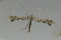 Amblyptilia punctidactyla