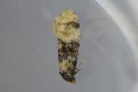 Cochylis nana