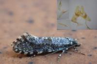 Triaxomera parasitella