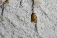 Clepsis consimilana