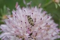 Scythris scopolella