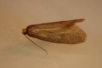Agnoea latipennella