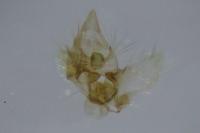 Agnoea latipennella