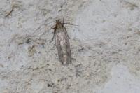 Platyedra subcinerea