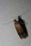 Pexicopia malvella