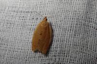 Clepsis consimilana