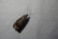Notocelia uddmanniana
