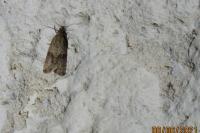 Celypha striana