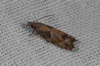 Acroclita subsequana