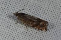 Eucosma aspidiscana