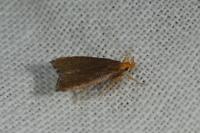 Eurodachtha pallicornella