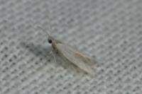 Coleophora