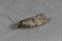 Neocochylis molliculana